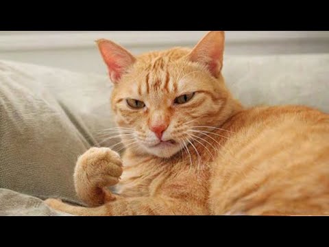 Funniest Animals 2024 🤣😅 New Funny Cats and Dogs Videos 😸🐶