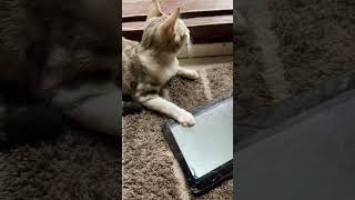 🔥kitty enjoys playing games #shortscats #kittygames #gameplay