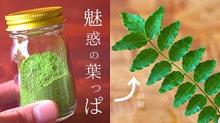 【秘密】大きくなった山椒、使わないと『もったいない⁉』