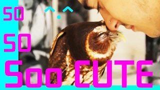 Funny Owls And Cute Owls Compilation * TOP 5