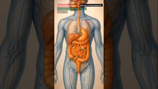 Illustration of Digestive System Animation | Human Anatomy | Stomach AI Generated Art
