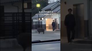 When I came out of the toilet, a wild boar was waiting for me lol #wildboar #boar #shorts