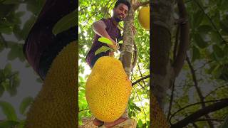 cutting jackfruit from tree #shortfeed 🌴🌴🌴#naturelovers #fruit