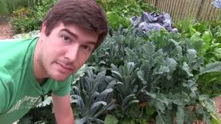 Get Rid of Pest Caterpillars In The Garden Once And For All!