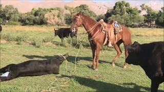 Doctoring Eyes and Schooling Horses