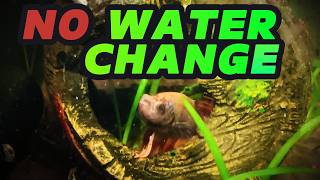 I Went a Year Without Water Changes! Betta tank