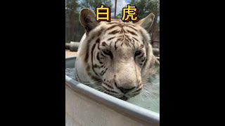 百萬美元身價：揭秘稀有白虎的生存困境 #野生動物
