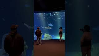 Shark infested…tank