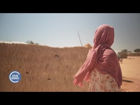 Ijoolleen Daarfur Hookkara Dheessan Harka Warra Hojii Humnaatti Isaan Bobbaasanii Bu’an