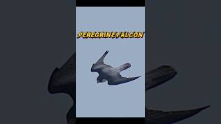 B-2 Spirit vs Peregrine falcon#trending#animals#b2spirit#viral#peregrinefalcon#falcon#youtubeshorts