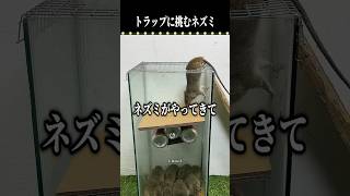 300万再生突破 🎉 トラップに挑むネズミ
