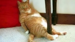 Funniest ANIMALS Videos 2025 will make you LAUGH YOUR HEAD OFF 😂