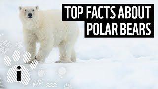 Top 10 Facts About Polar Bears | Animal Fun Facts | WWF