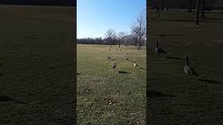 The geese have flown away #geese #geeselive #canada #birds #nature #short #shorts