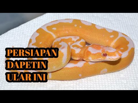 PERSIAPAN BUAT DAPETIN "GRAIL BALL PYTHON"