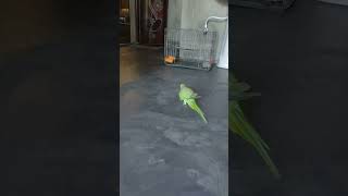 Parrot🦜 #shortvideo 🌼 #birdlove ❤️