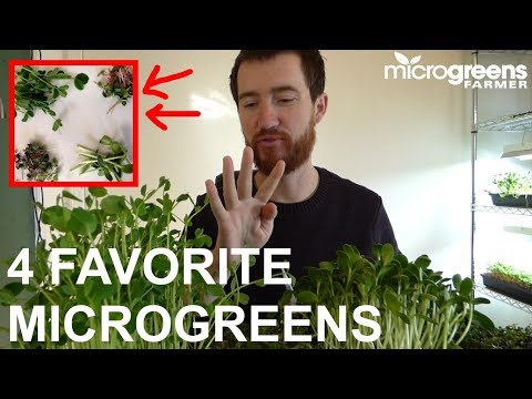 My 4 Favorite Commercial Microgreens
