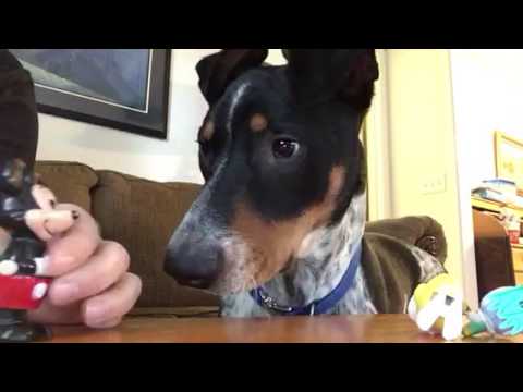 Puppy meets wind up toys! Funny!