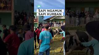 sapi kurban, sapi ngamuk, sapi jumbo #shorts #iduladha2025 #qurban