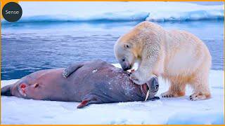 Polar Bear: Nature’s Most Fearsome Predator | Shocking Animal Fights Caught on Camera