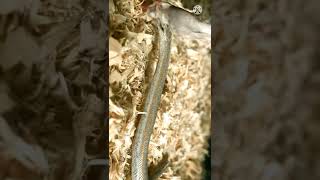 Snake attack #snake #snakeattack #snakebite