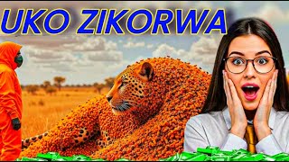 Ai Ikora Video Ushaka Zose Kandi kubuntu Make animals video for free