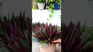 mansun ki plant reporting #plants #garden #gardening #shots #shortsfeed #trending #viralshort
