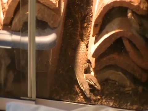 kimberley rock monitors breeding 1
