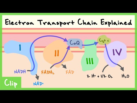 Electron Transport Chain Explained (Complex 1-4, Q Cycle, Reduction Potential) | Clip