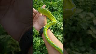 Manokwari #greentreepython #snake #reels #animals #reptiles #shorts #python