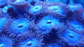 Corals, Coral Frags an Much More at The Aquatic Design Centre.