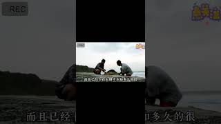 救下大海龟！ #野生动物 #动物 #动物世界