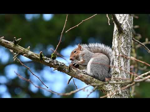 Squirrel eating a nut outside my window.