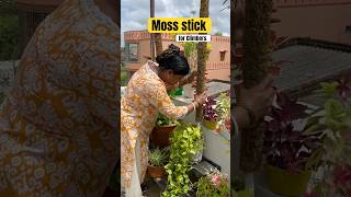 Best useful products for Garden 🪴 #viral #amazonfinds