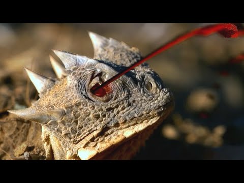 This Animal Can Shoot Blood From Its Own Eyes