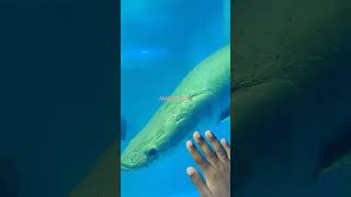 #fish #dolphincommunication #kozhikode #aquarium #Kerala
