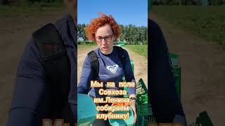 Собираем свежую клубнику в Совхозе им.Ленина! #грудинин #коммунисты #Свежаяягода #Клубника
