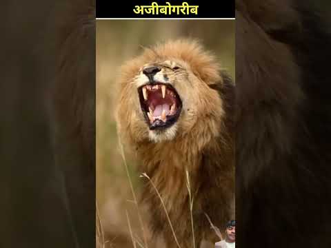 😱 #facts #animals #amazingfacts #interestingfacts #intrestingfacts #comedy  #funny #viralvideo