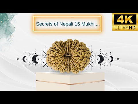 16 Mukhi Rudraksha from Nepal | Maha Mrityunjaya 16 Mukhi Rudraksha for Health & Most Powerful