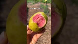 This is the BEST time to eat pink guava