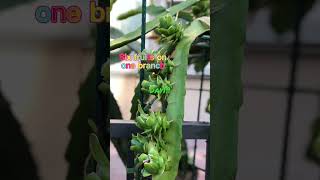 Day 19-Six 🐉dragon fruits on one branch #vlog #shorts😊
