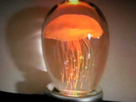 水母
