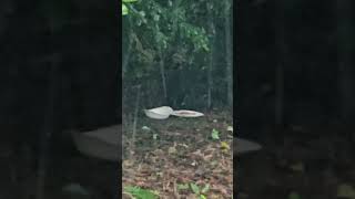 地域猫🐈‍⬛黒ちゃん#野良猫救助#保護#Stray cat protection #rescue