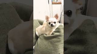 【チワワのミエル】うさぎ耳がかわいいミエルさん🐶#うさぎ#chihuahua #チワワとの暮らし #チワワ動画 #犬のいる暮らし #今日のわんこ #ミエル #dog