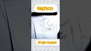 Nephron art #biology #biological #artist #hsc #hsc25 #education