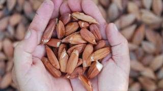 All About Pili Oil