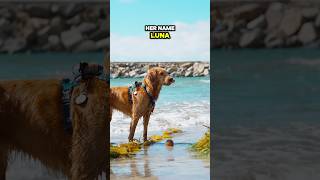 Luna 🤪 #dogshorts #dogsofyoutube #beachdogs #dogbeach #dogvideos #happydogs #doglife