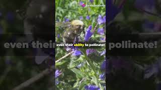 Urban Wildflowers: A Toxic Trap for Pollinators! #sciencefather#academic #ToxicTrap #BeeAware