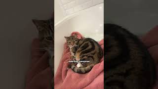 What To Do for Male Cat Urinary Blockage | The Pack