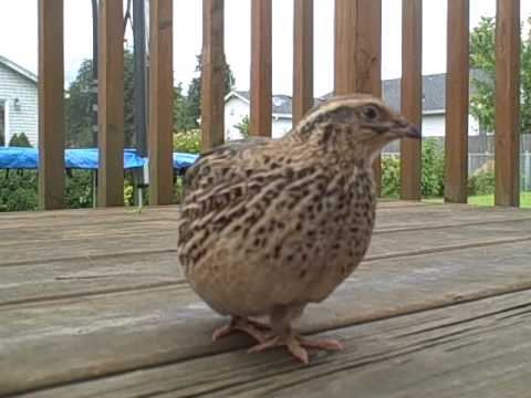 petquail2010a
